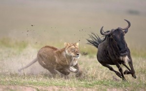 lion and wildebeest